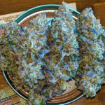 Indica Strains