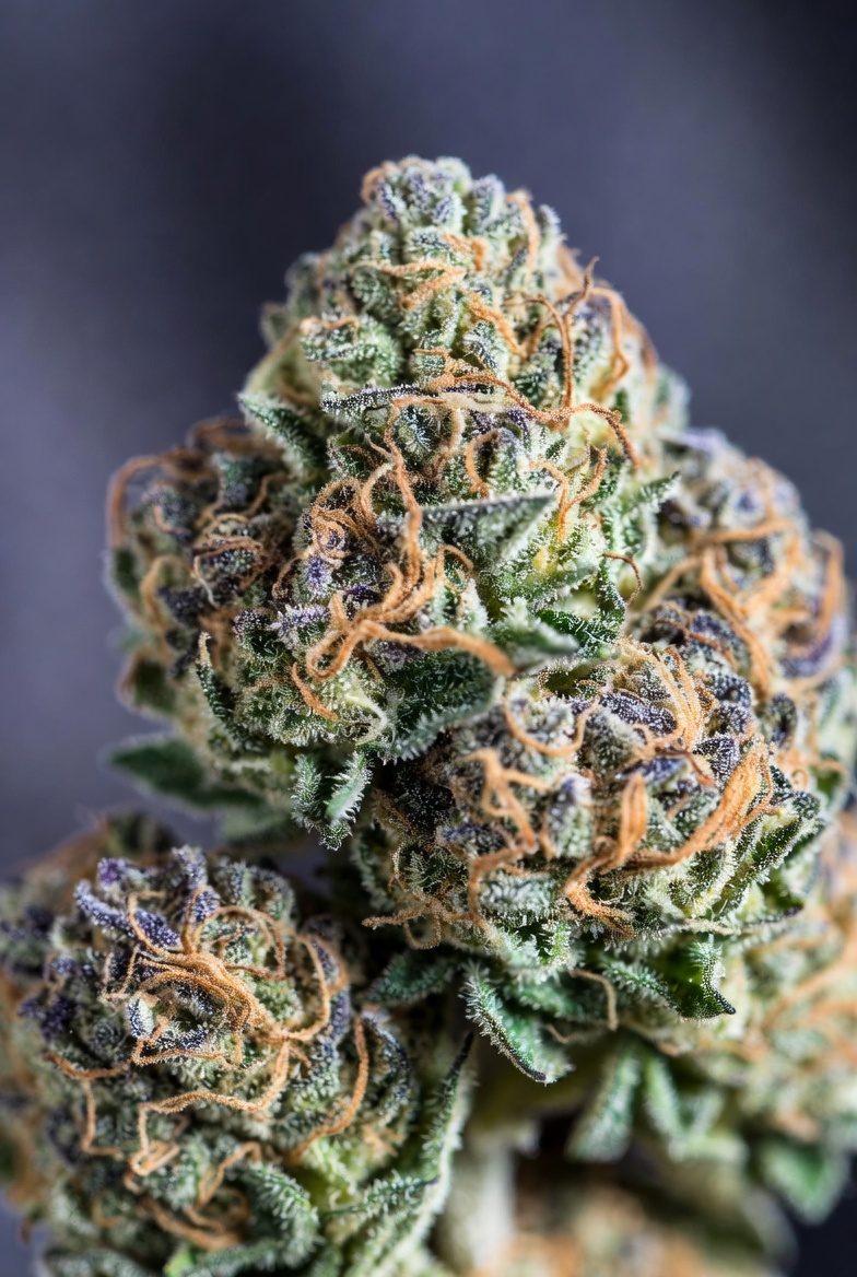 How to Buy Marijuana in Abu Dhabi