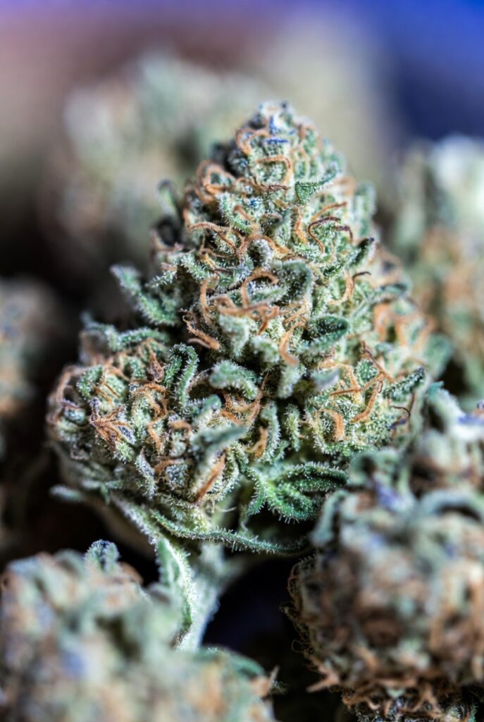 How to Buy Marijuana in Abu Dhabi